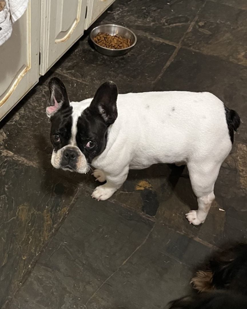 Poppy, Frenchie (Dallas)