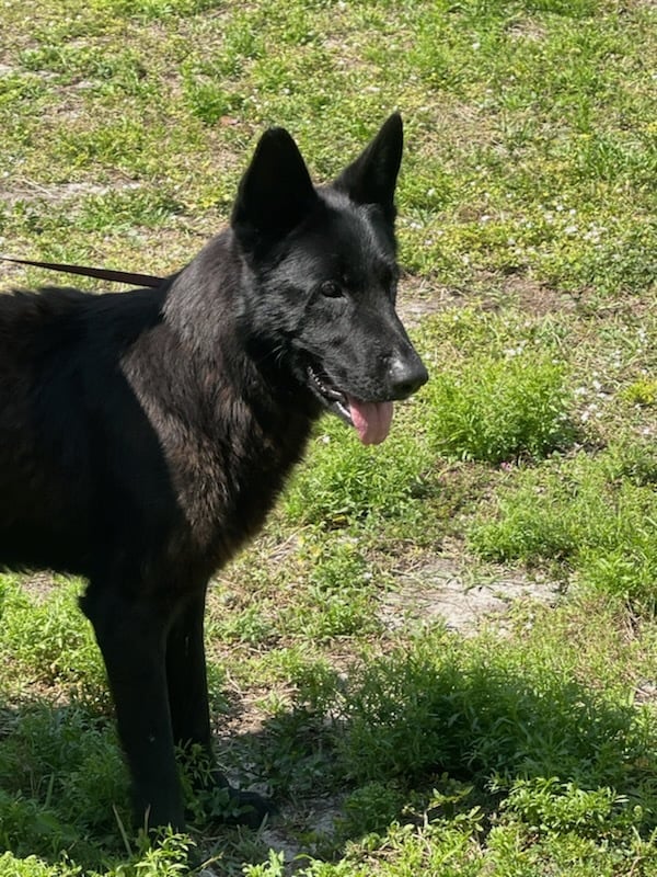 S.O.S- Last week for Elmer 