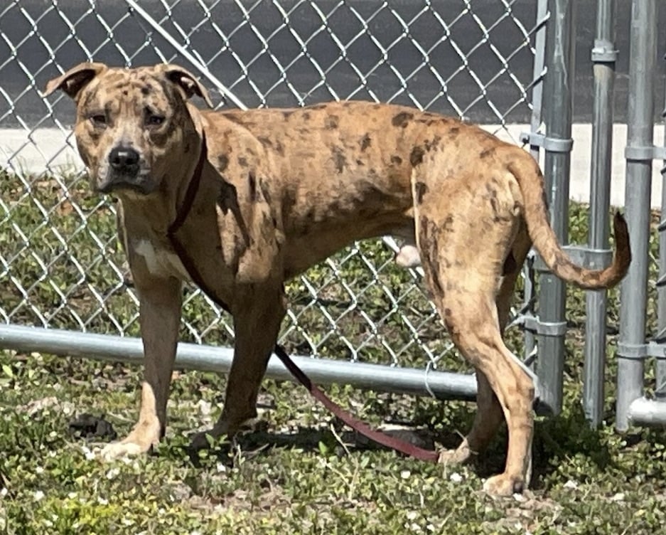 Red in great danger after being abused!!