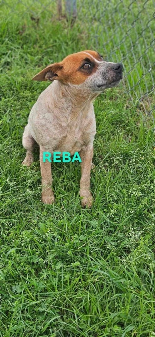 Reba
