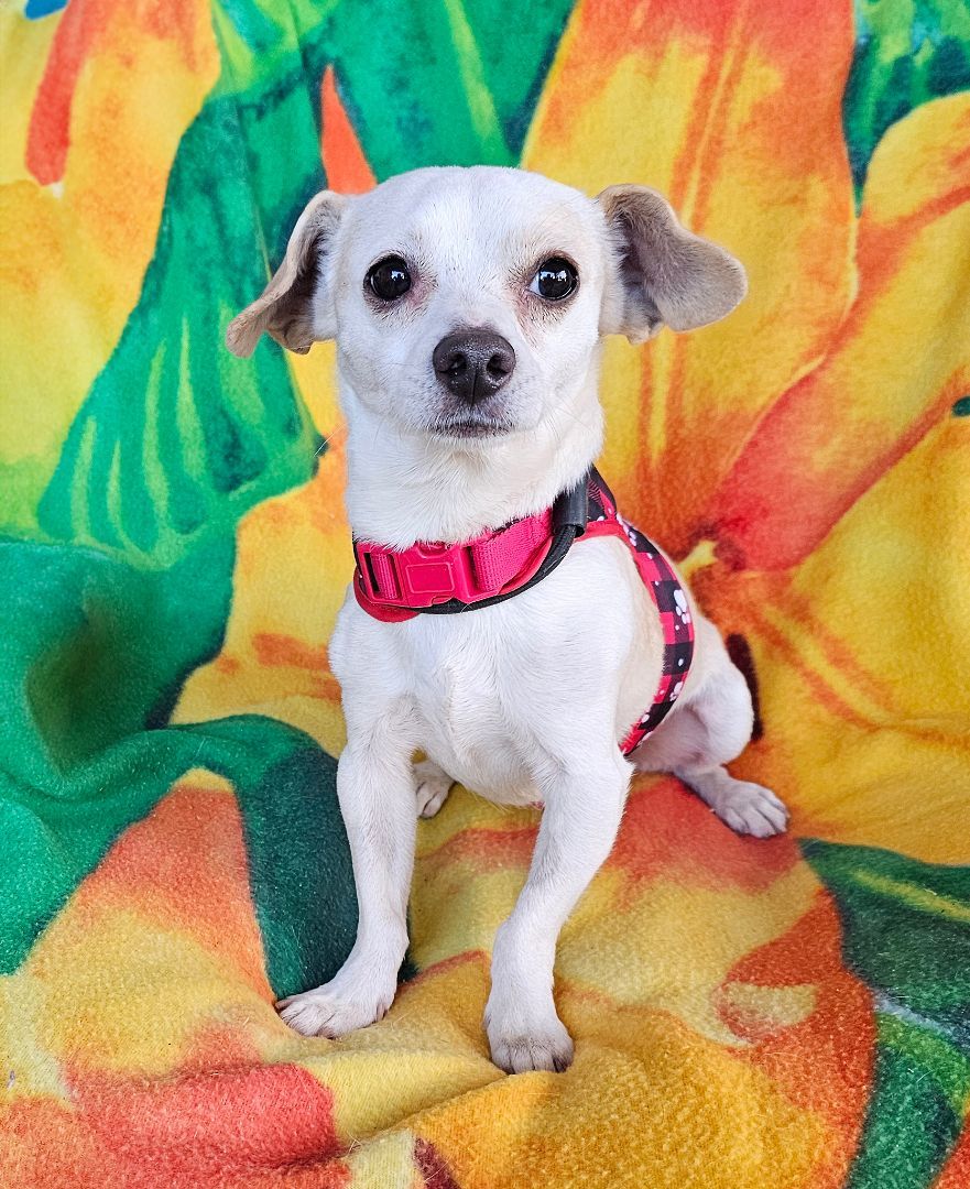 Bright Lil Bingo ~ Snuggly Sweet !