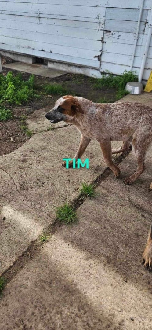 Tim