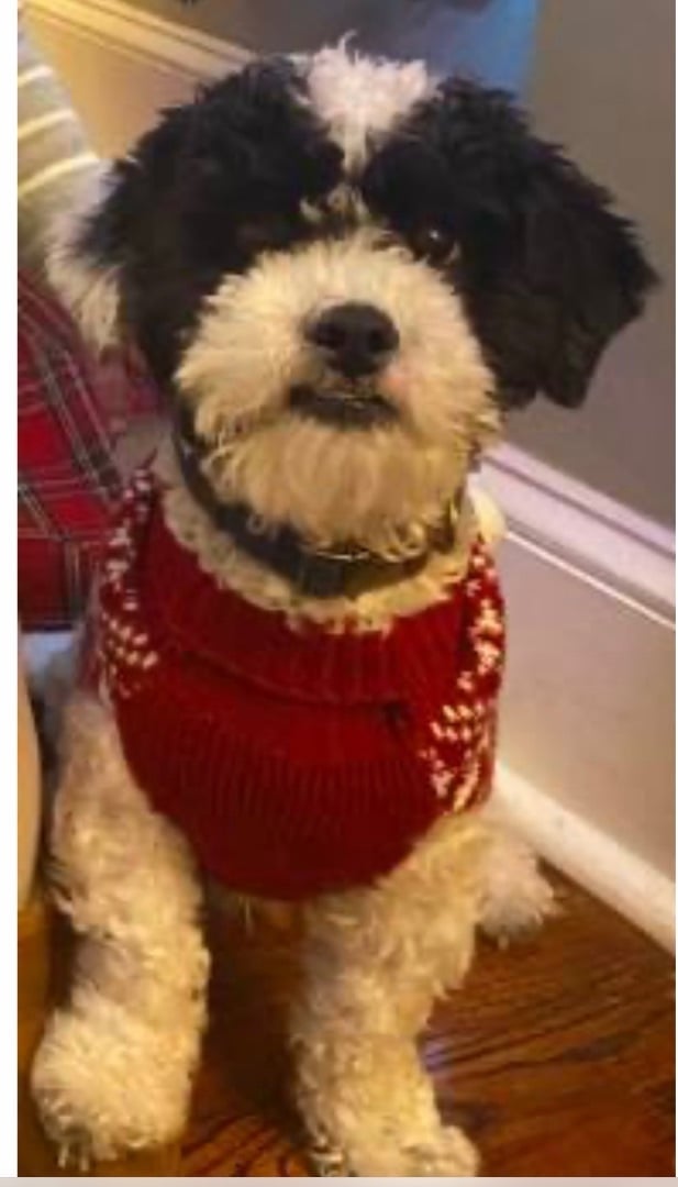 Tortellini  - The Special Little Guy