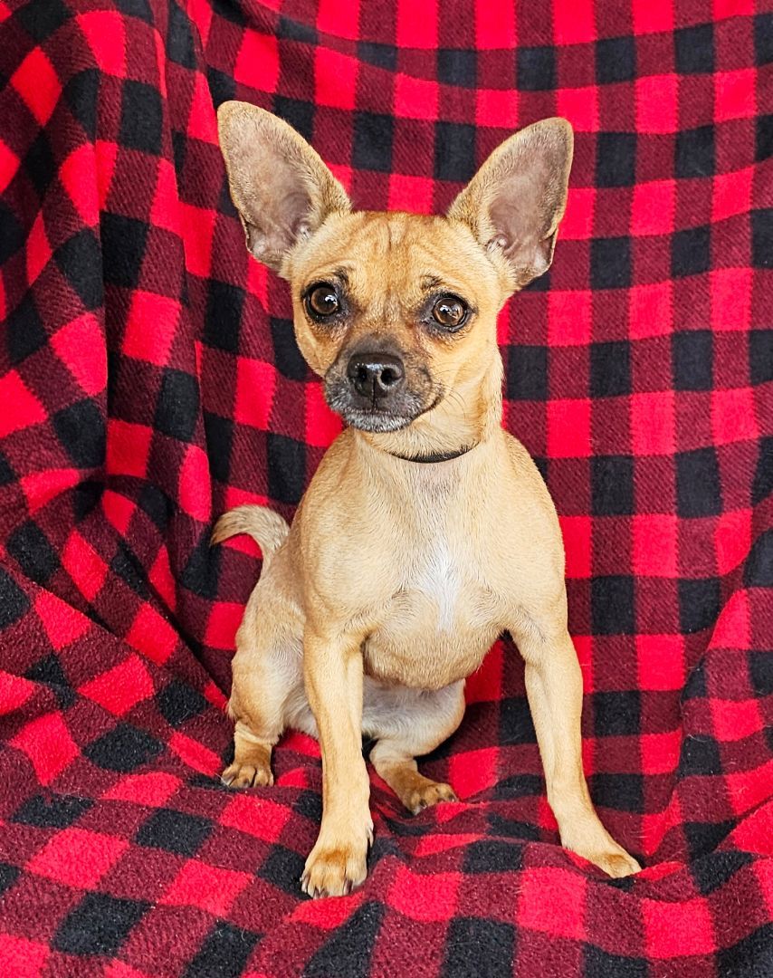 Talented LIL Ms Tawny ~ French Bullhuahua !