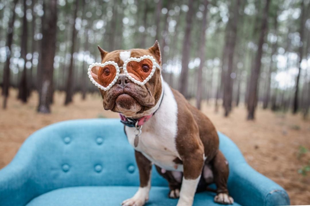 Mona Lisa McNugget - NH