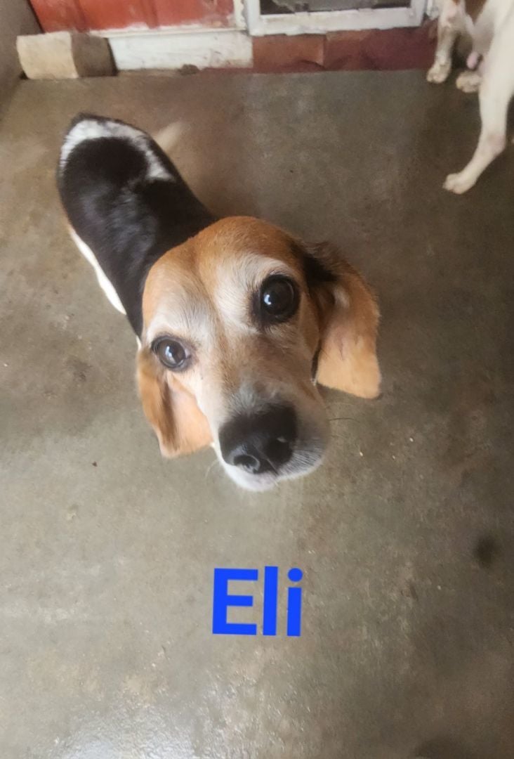 Eli
