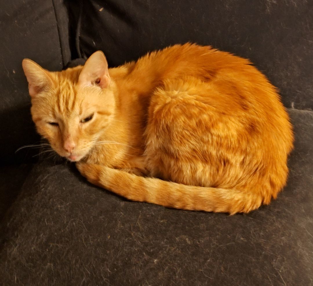 Peanut - calm & cuddly