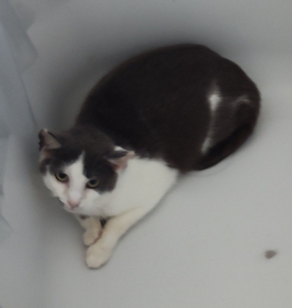 Chuck needs kitty friend 