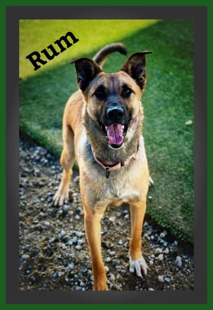 Rum