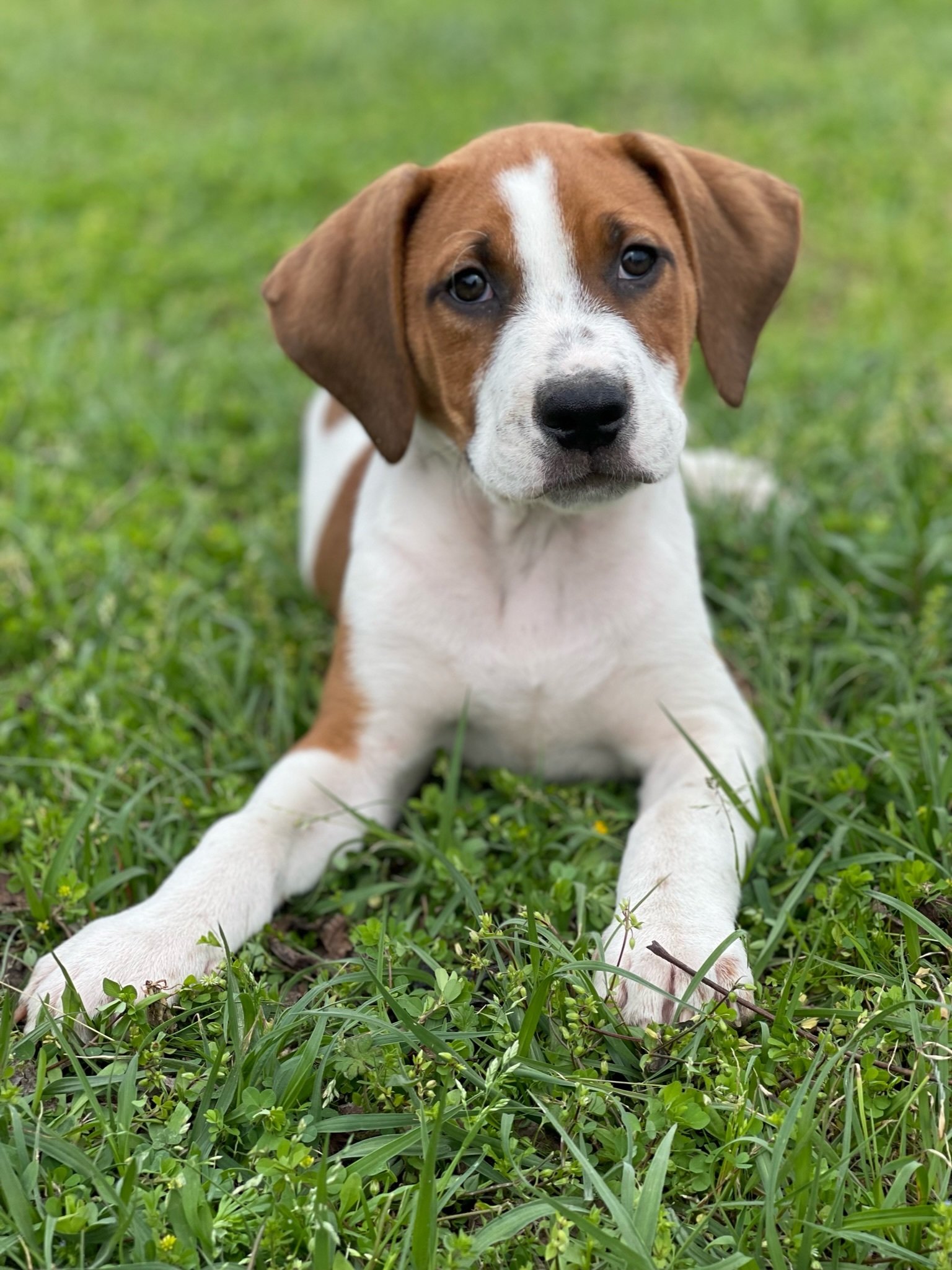 Harry Potter Hounds - PLEASE READ BIO AT OPERATIONFAVOR.ORG