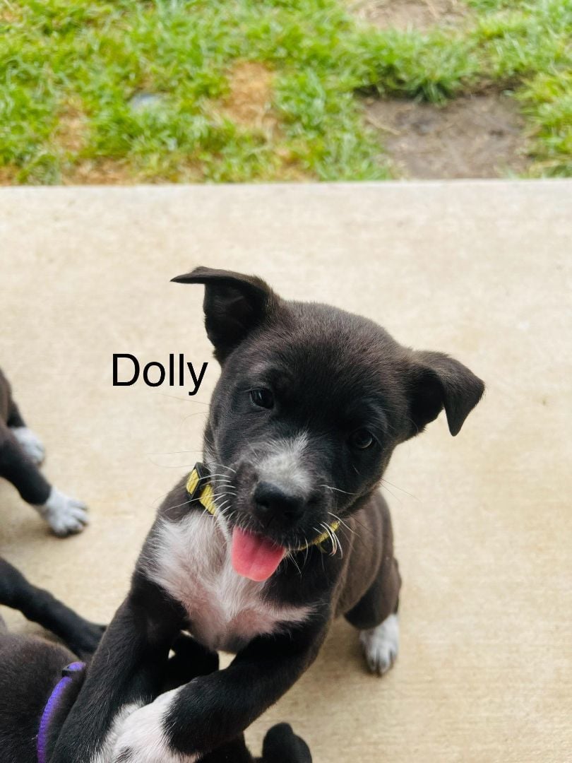 Dolly