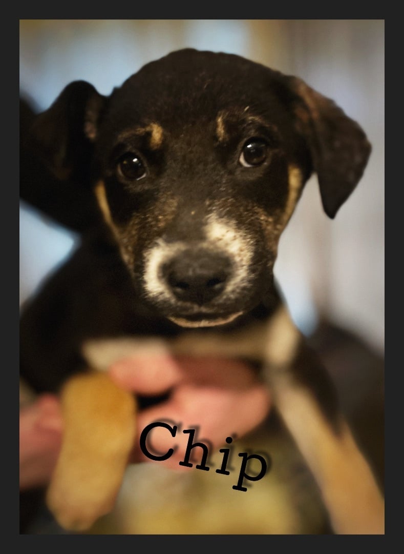 Chip