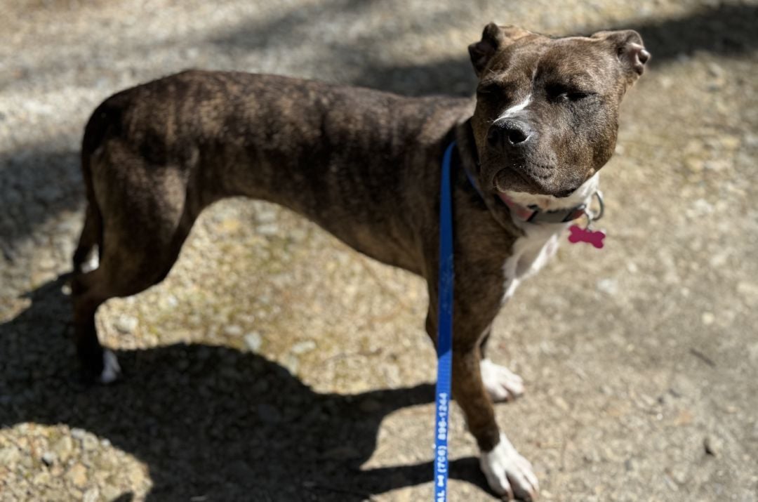 Lindy (Sweetest Family Dog)