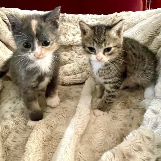 Spring & Rain BONDED