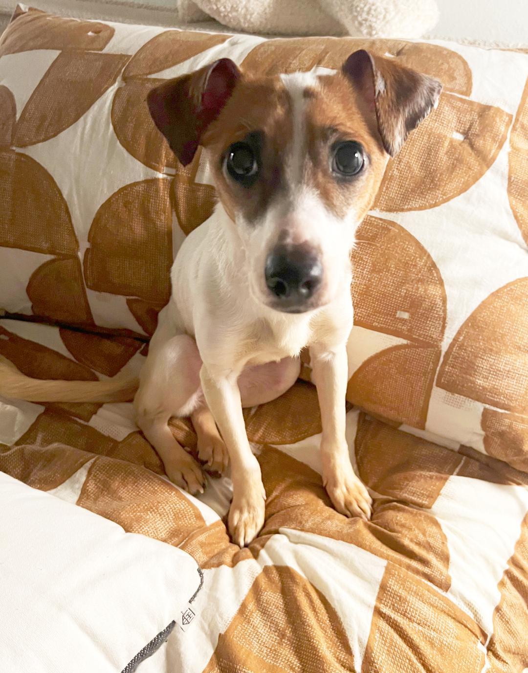 Luna in Fort Worth, Texas