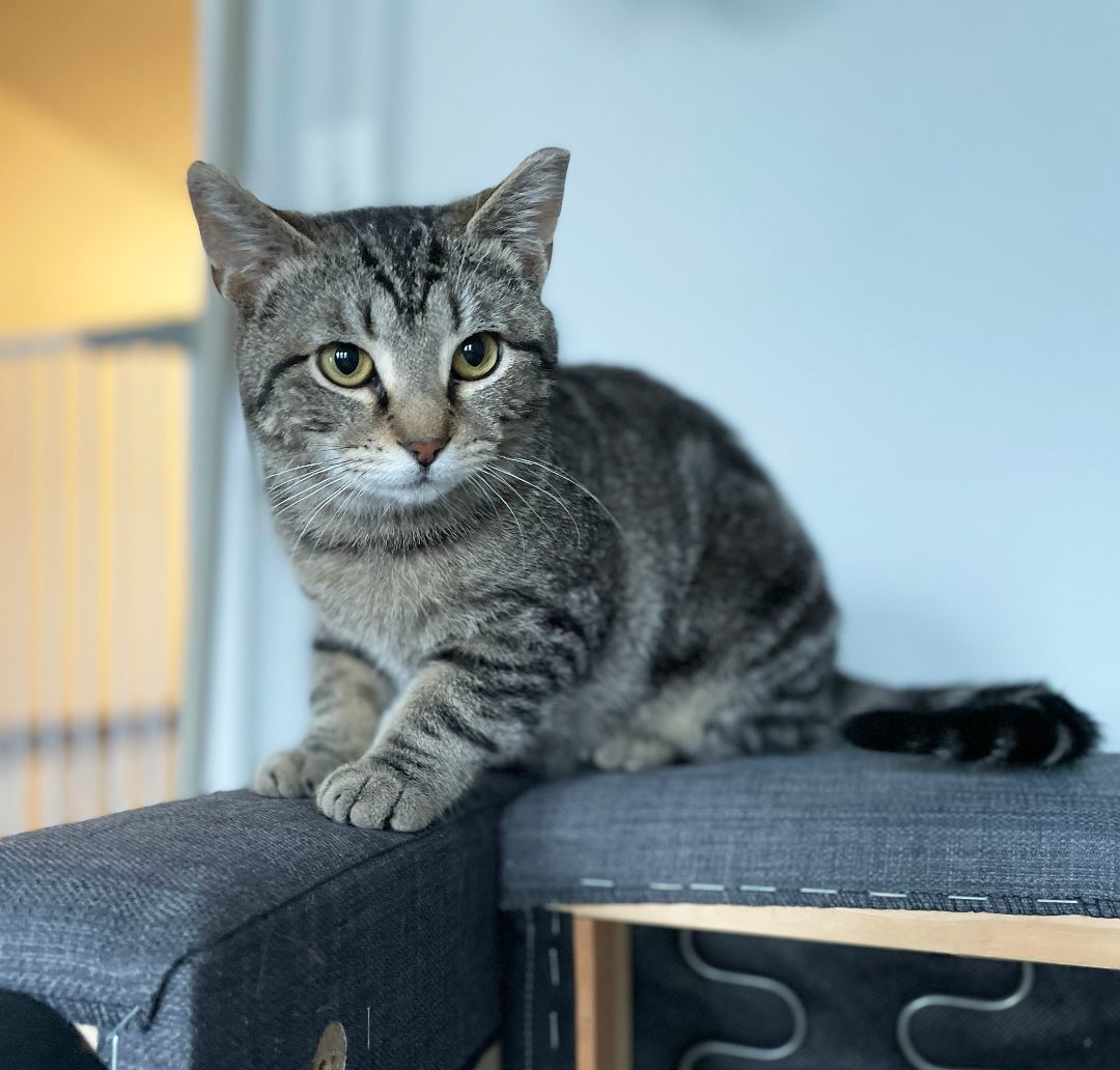 Malti Montrose (50% off adoption fee)