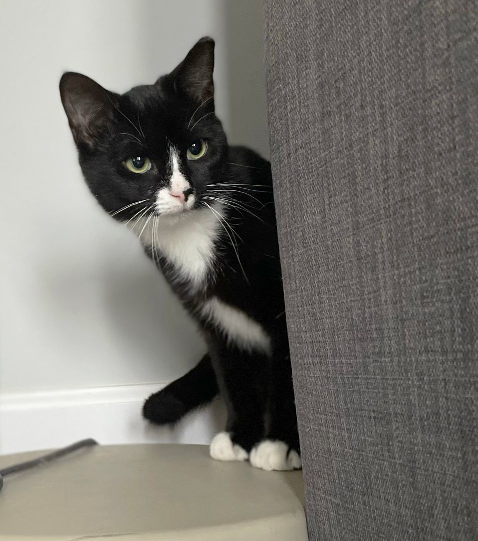 Mox Montrose (50% off adoption fee)