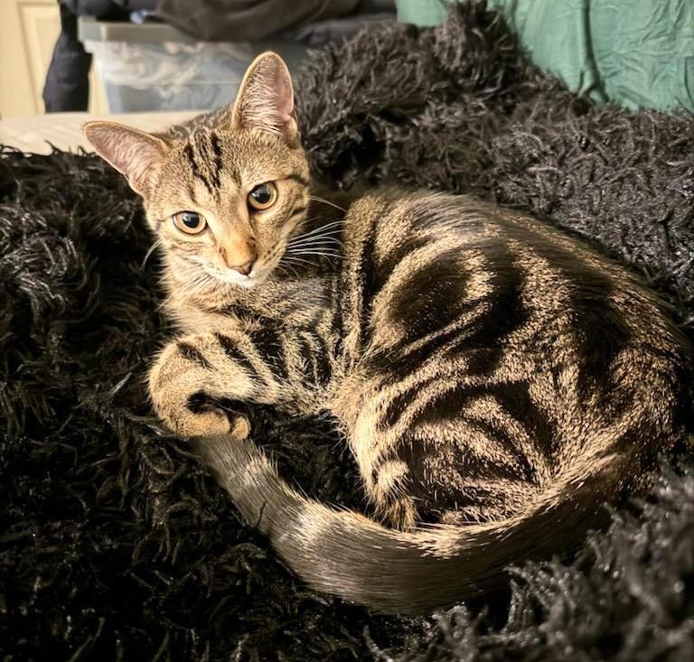 Rasbery Beret (Super Friendly)