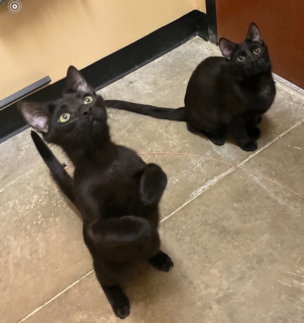 Jack Daniels & Jim Beam