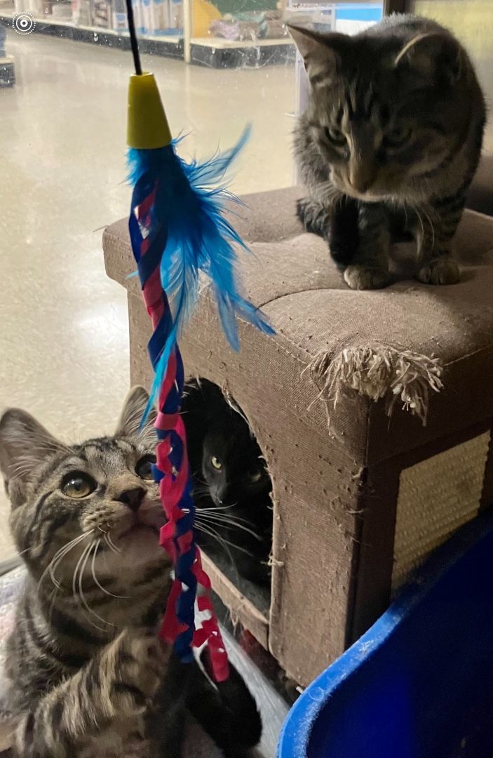 Otter, Squid & Flounder