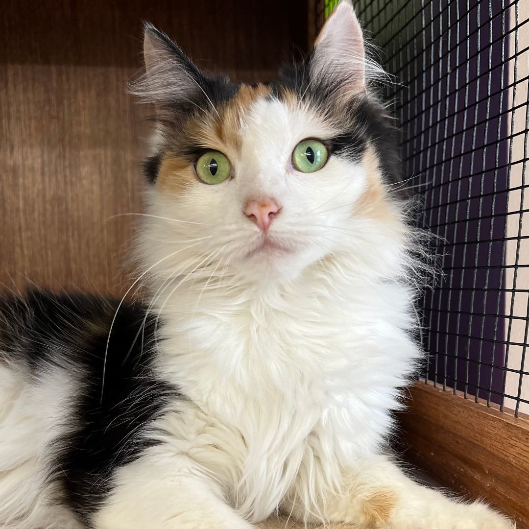 Gloria - COURTESY POST (Bonded with ANDERSON)