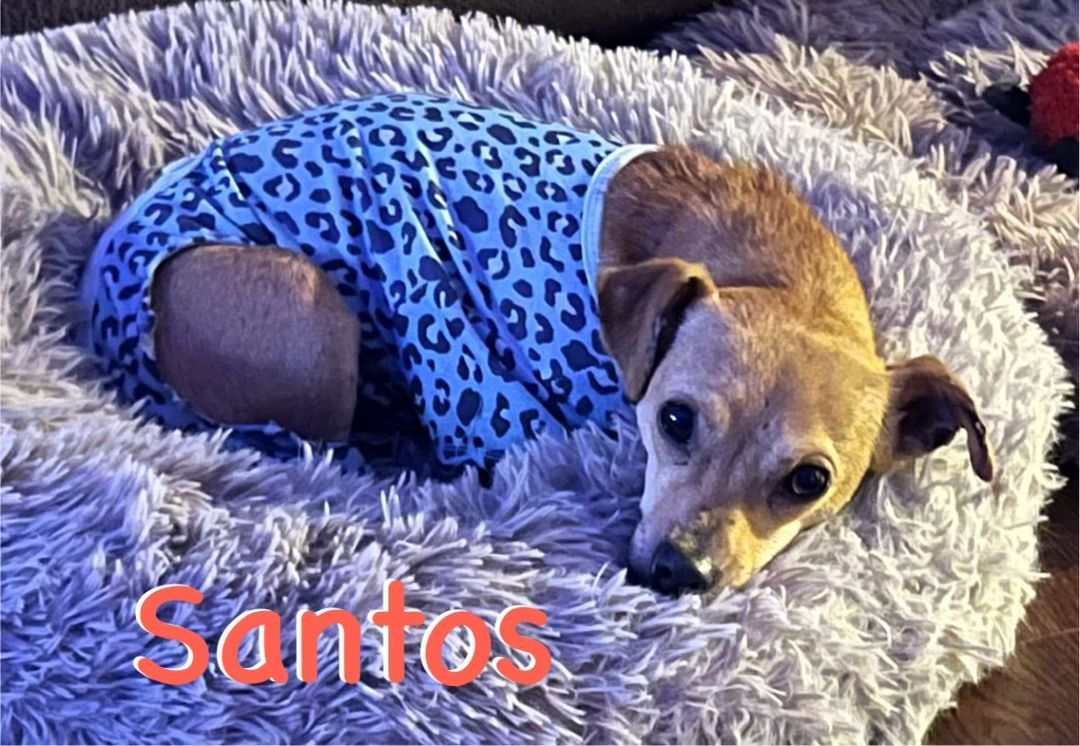 Santos