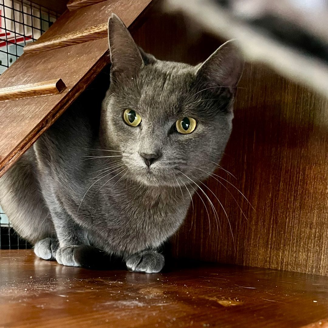 Anderson - COURTESY POST (bonded w/GLORIA)