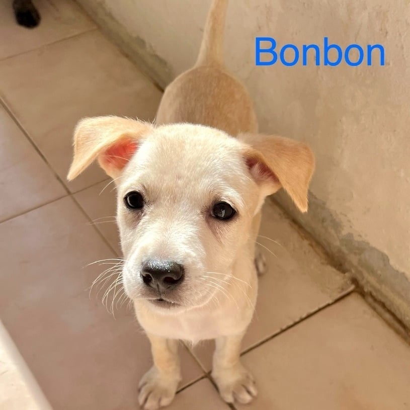 Bonbon