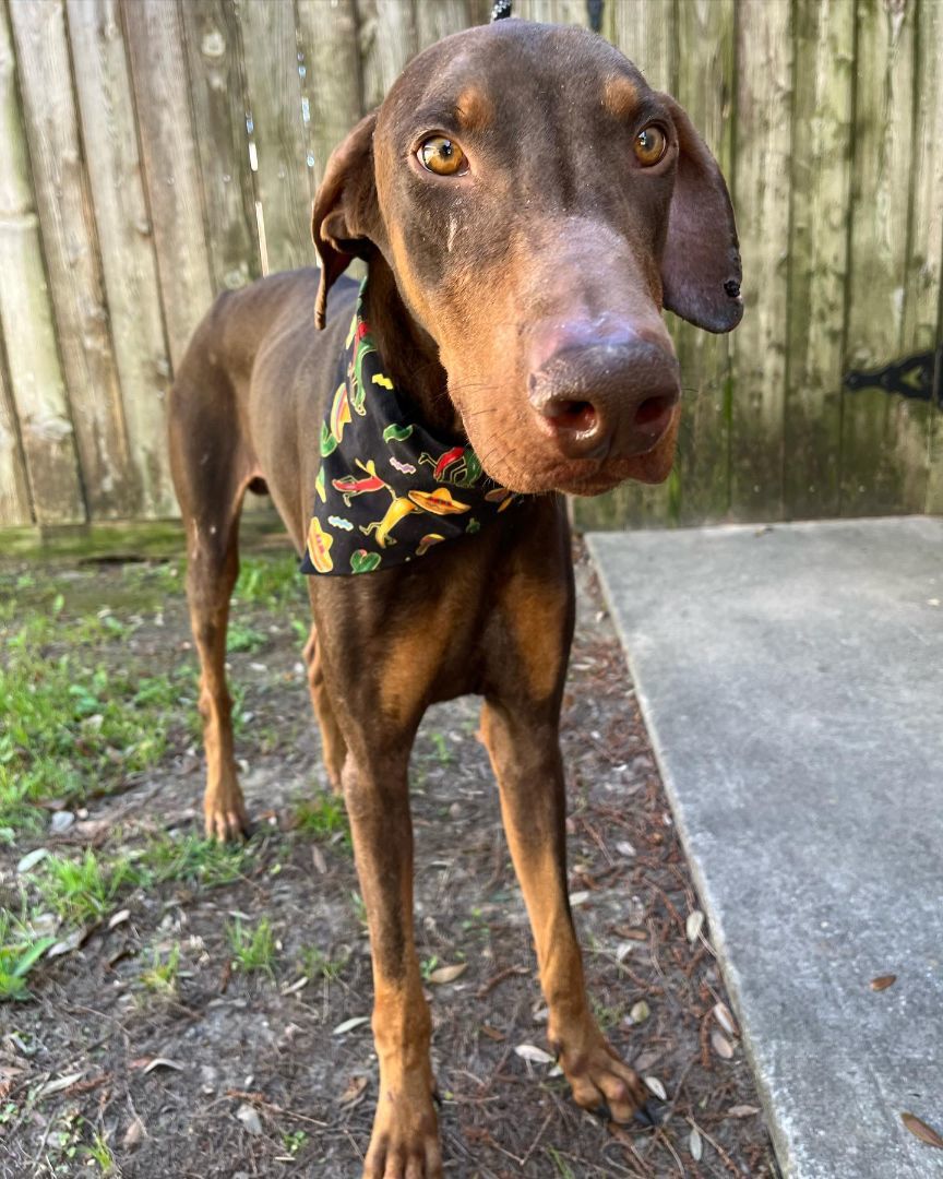 Corona - Ready to Party 