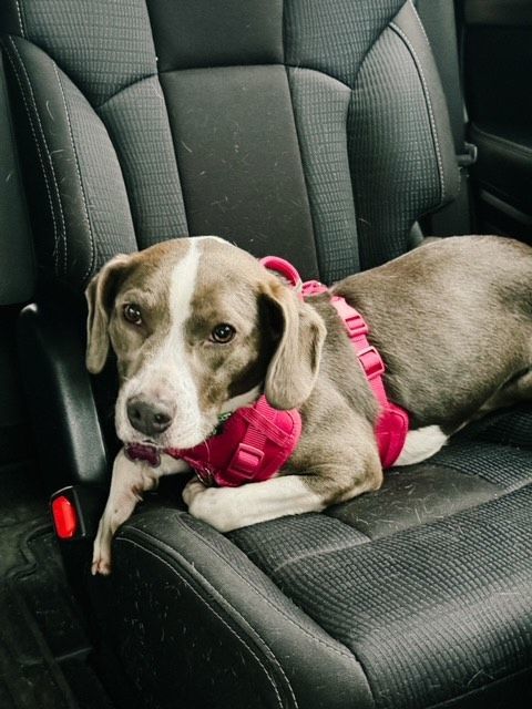 EUTHANSIA SATURDAY!  URGENT ADULT HOME ONLY 15m 30 lb beagle mix!!!