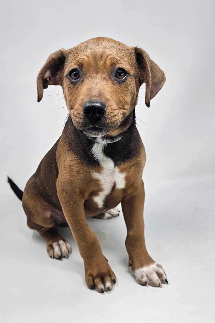 Anchorage *foster needed*