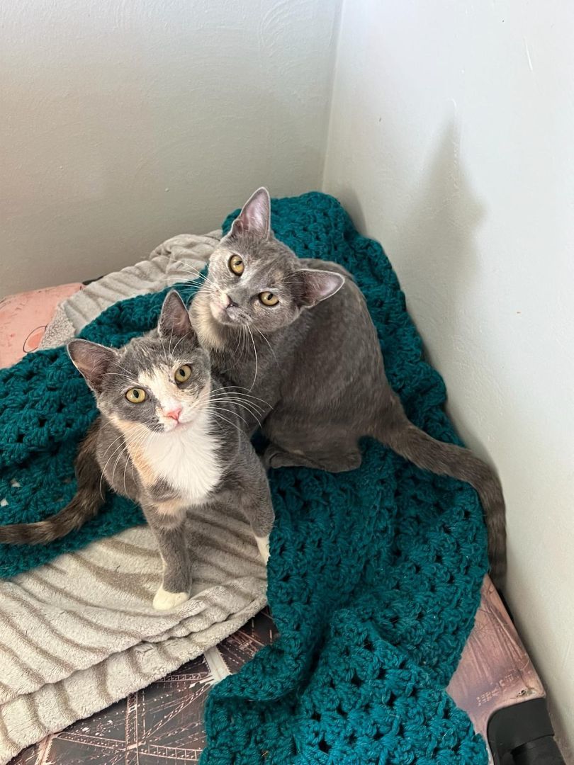 Blossom and Buttercup