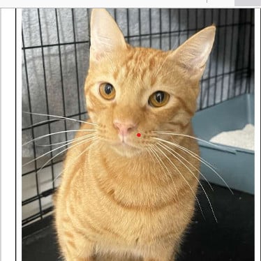 Harry -Loveable Tri-pod