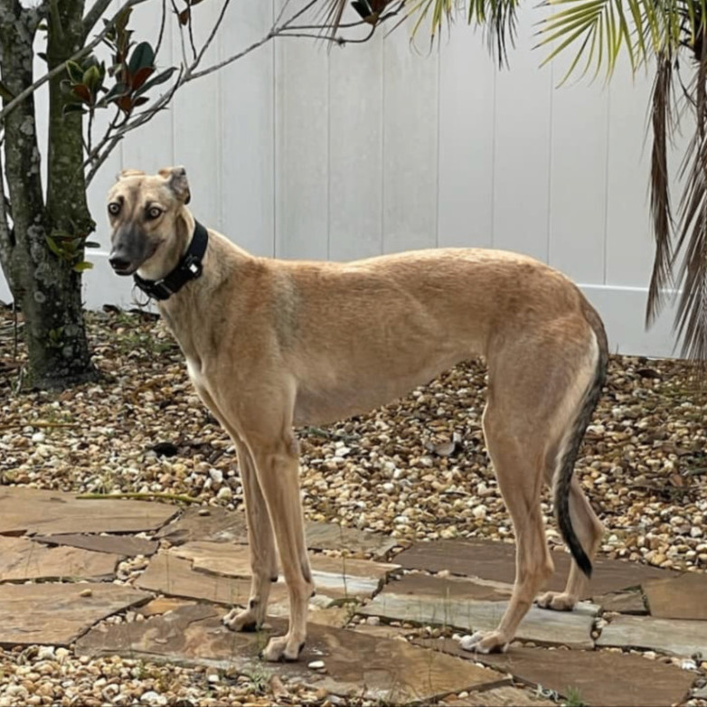 Cali (aka Daisy/RS Calpoly)