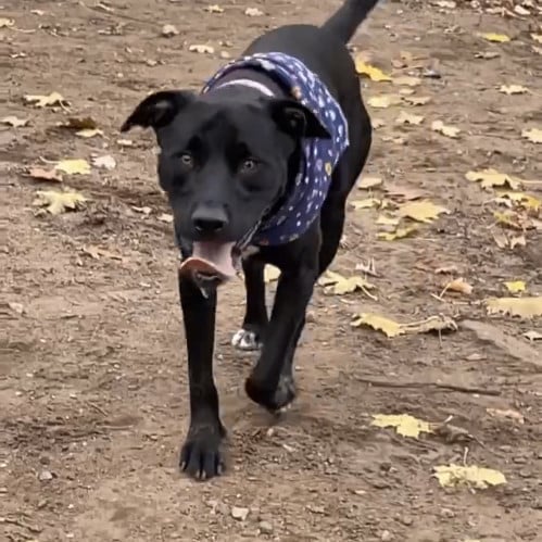 Nala Courtesy Listed