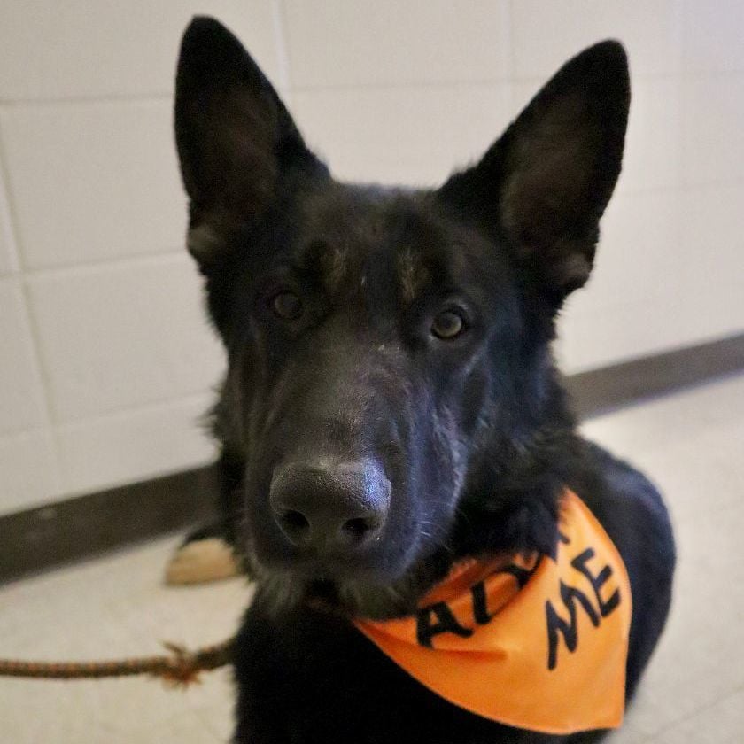 AXEL - Paws Behind Bars Trained