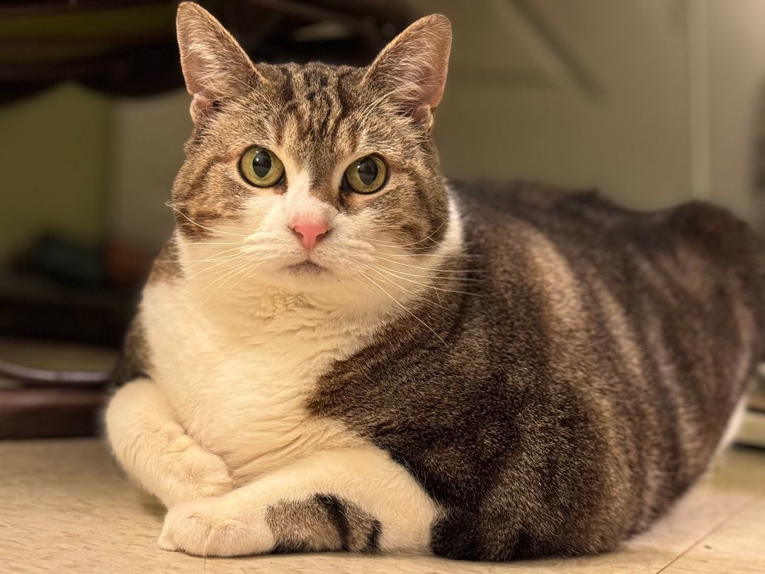 Reese (deserves a loving forever home)