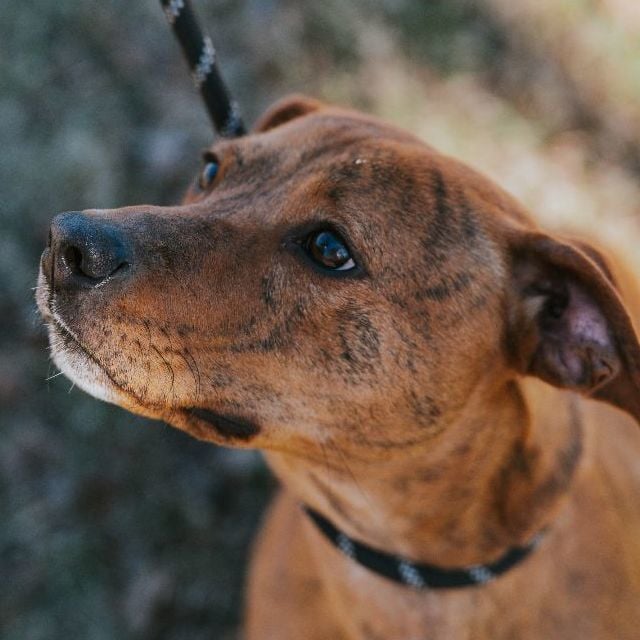 JOKER - Paws Behind Bars Trained