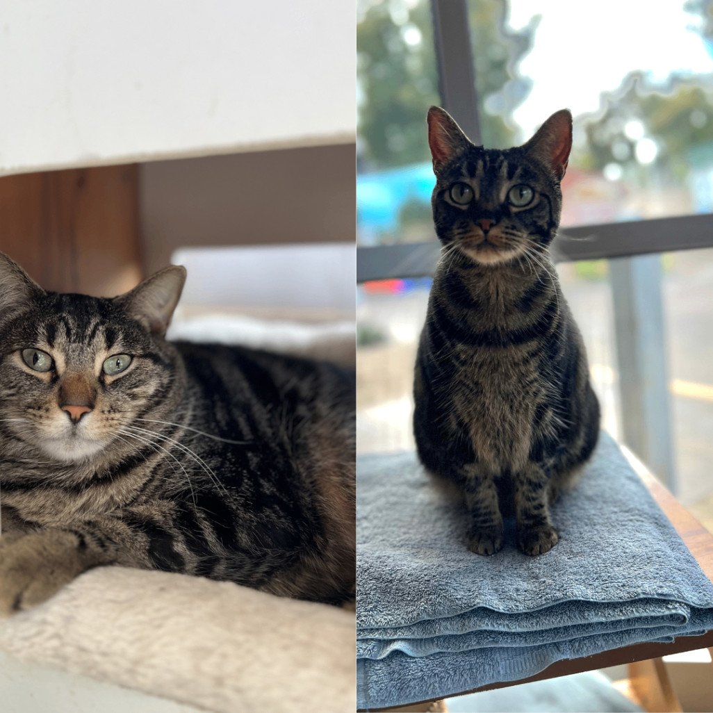 Gracie Lou and Gilda