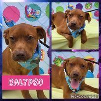 Calypso
