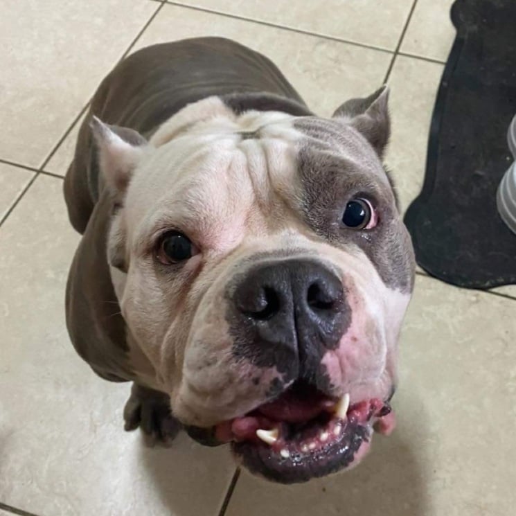 ANGELINO THE AMAZING