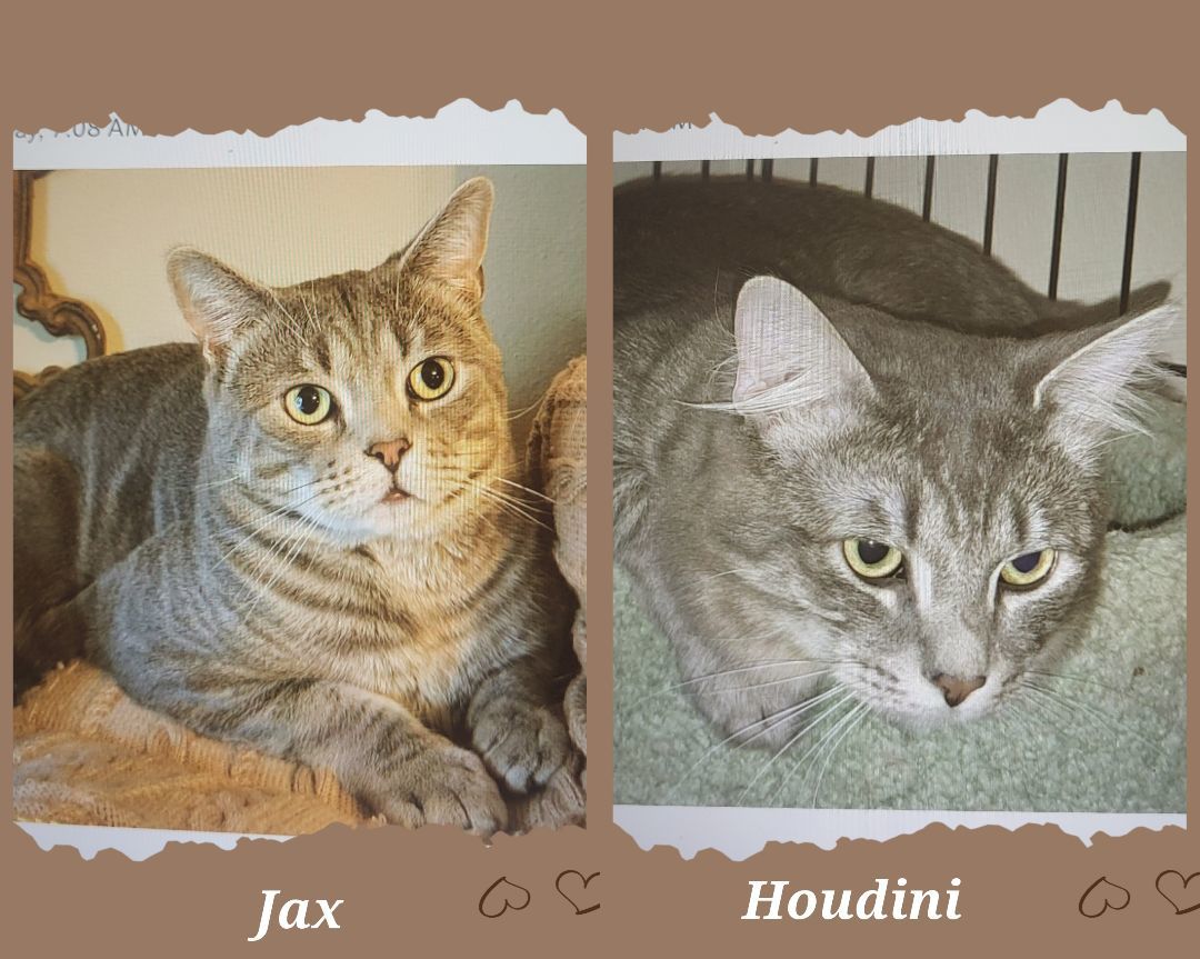 Jax & Houdini