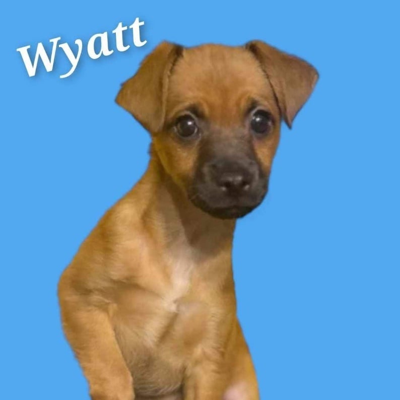 Wyatt
