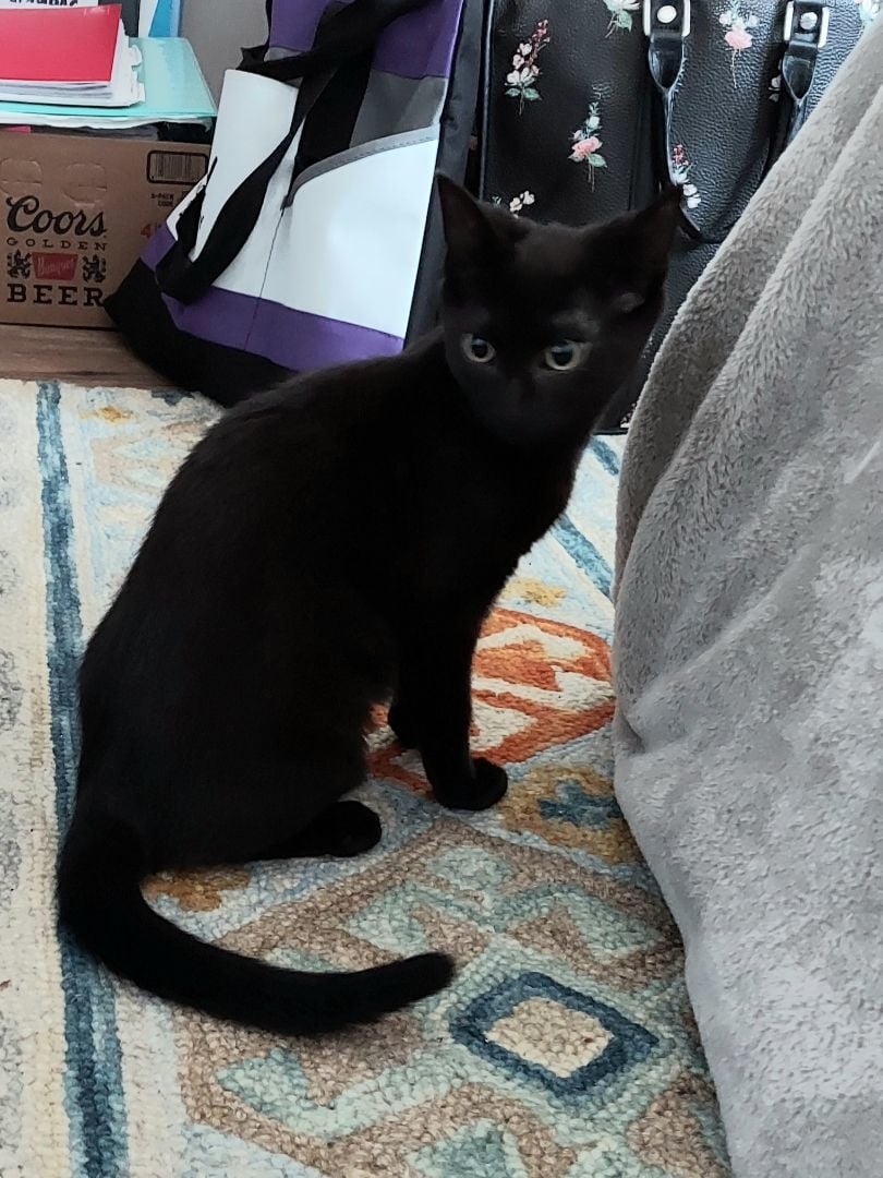 Midnight Monumental (50% off adoption fee)