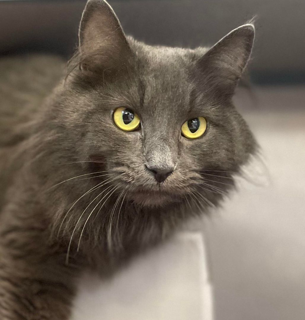 Abigayle is AWESOME!! Owner passed away and left this sweet beauty! VIDEO!