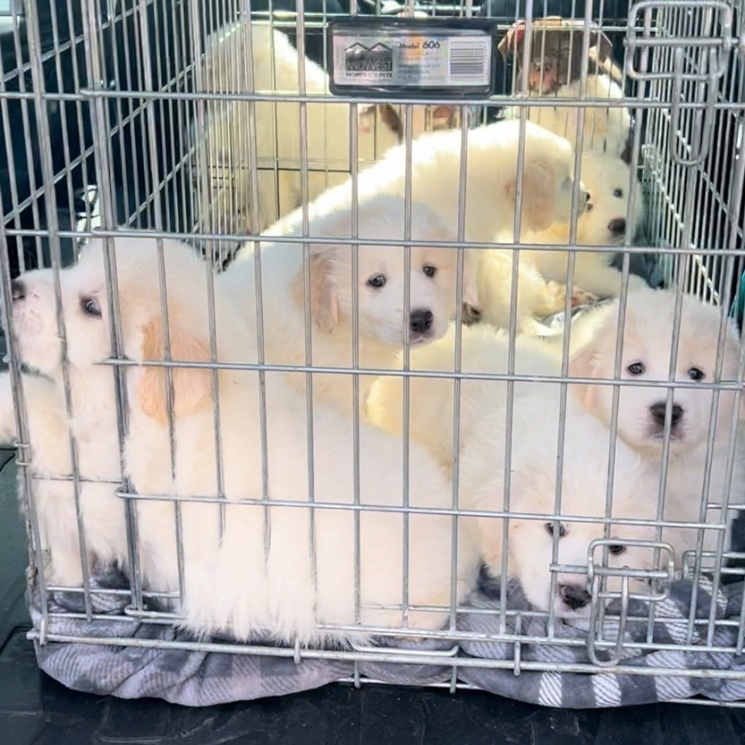 Great Pyrenees Boys: Tommy, Chucky, Dil & Phil