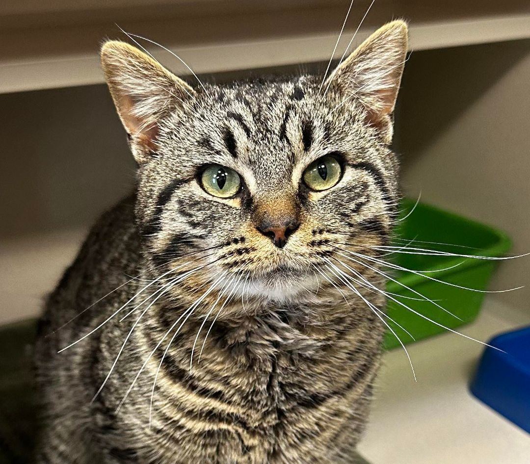 Bernie is our huggable snuggable mush! Therapy sweet! VIDEO