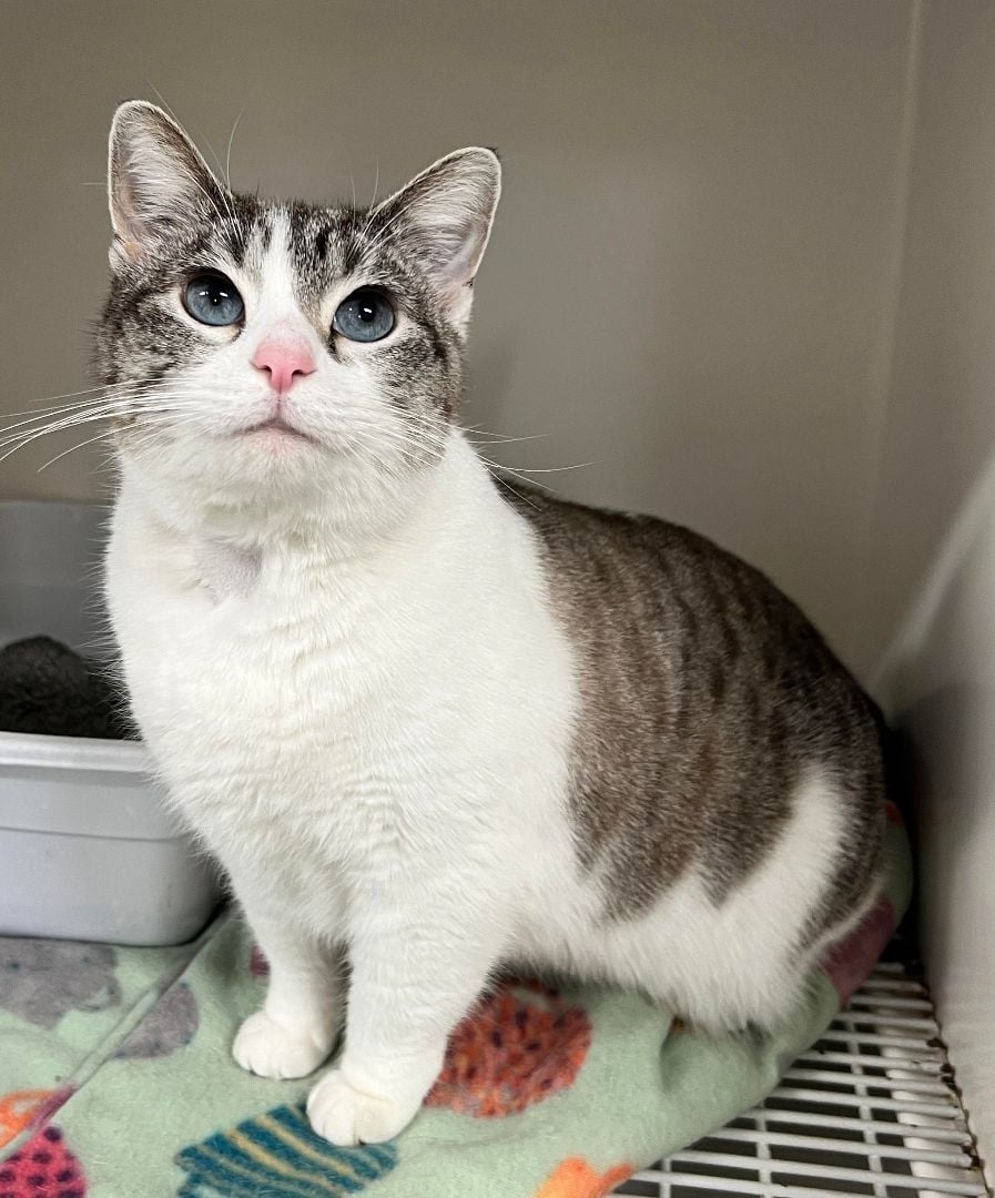 Kiki is a sweetie!  LOVES dogs!  BLUE EYES