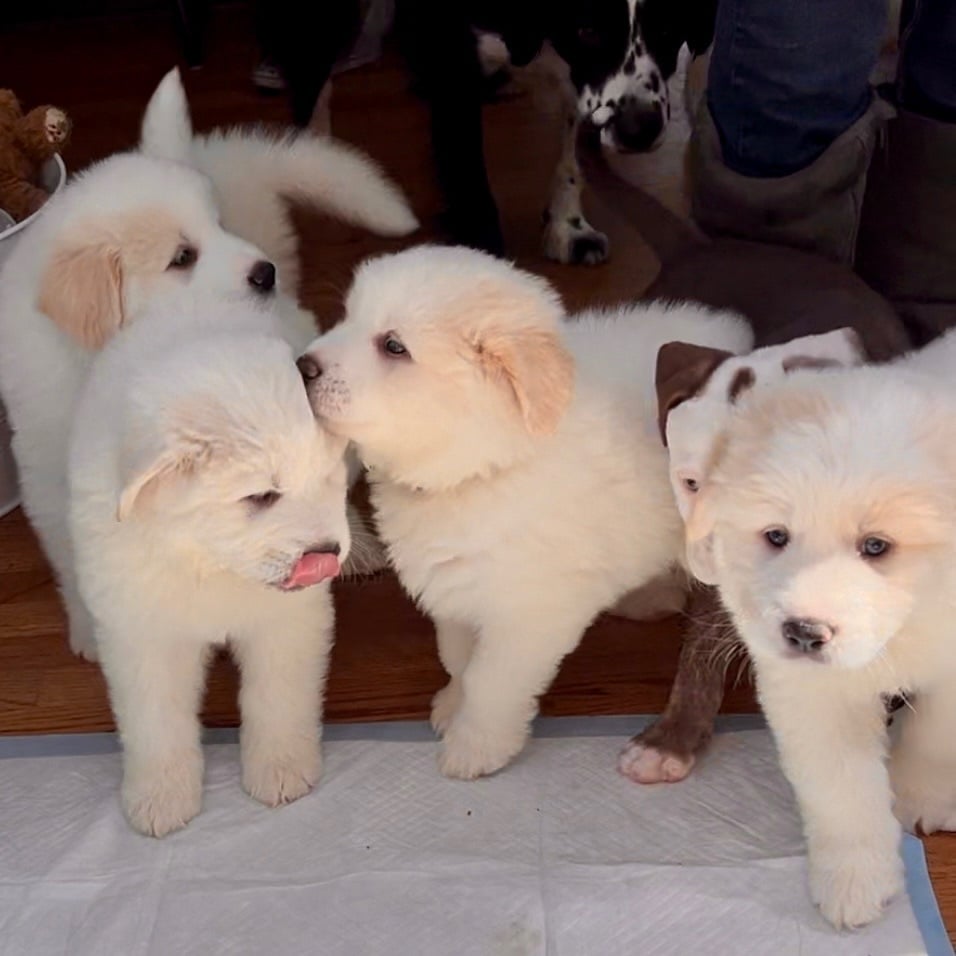 Great Pyrenees Girls: Susie, Angelica, Lil, Didi & Kimi
