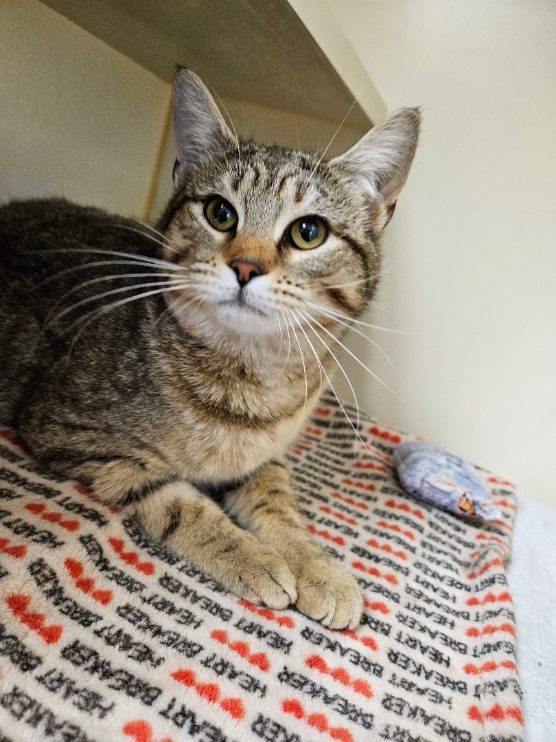 Little Miss Sunshine